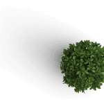 plant.png